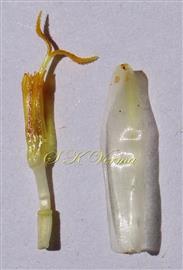  Disc floret and Palea